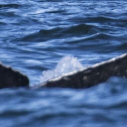 Fluke of CRC-17813
