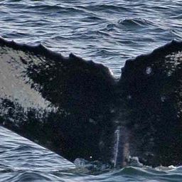 Fluke of CRC-20146