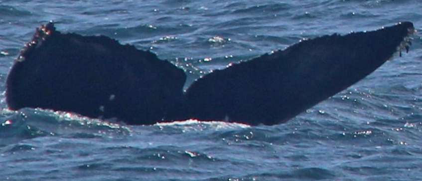 Fluke of CRC-16308