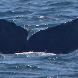 Fluke of CRC-16308