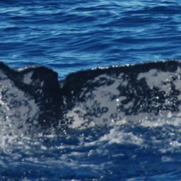 Fluke of CRC-13609