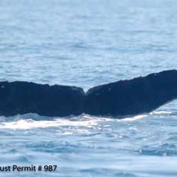 Fluke of CRC-13591