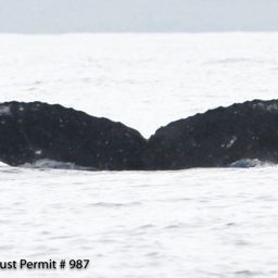 Fluke of HI12-0010