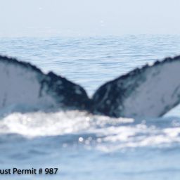 Fluke of HI12-0051