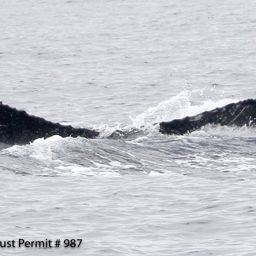 Fluke of HI12-0006