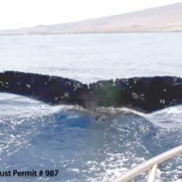 Fluke of HI12-0007