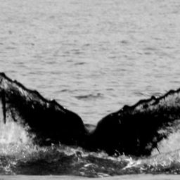 Fluke of CRC-12309