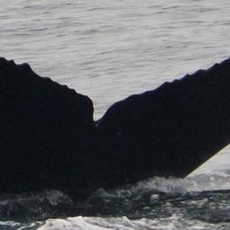 Fluke of CRC-19002