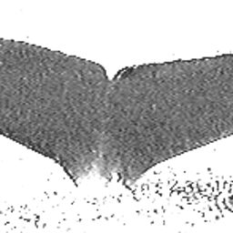Fluke of Collybia