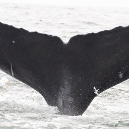 Fluke of CRC-11880