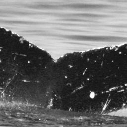 Fluke of CRC-10848