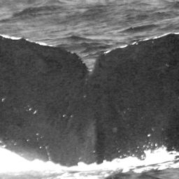 Fluke of CRC-15425
