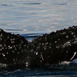 Fluke of HW-MN1101593