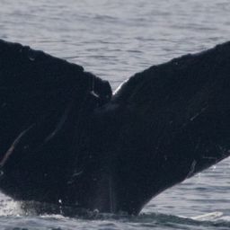 Fluke of CRC-11559
