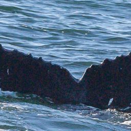 Fluke of Angus