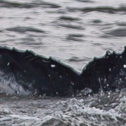 Fluke of NewJersey