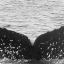 Fluke of CRC-12454