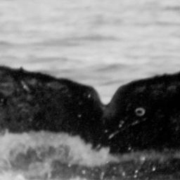 Fluke of CRC-15642