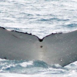 Fluke of HW-MN1101626