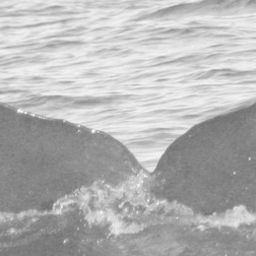 Fluke of CRC-11913