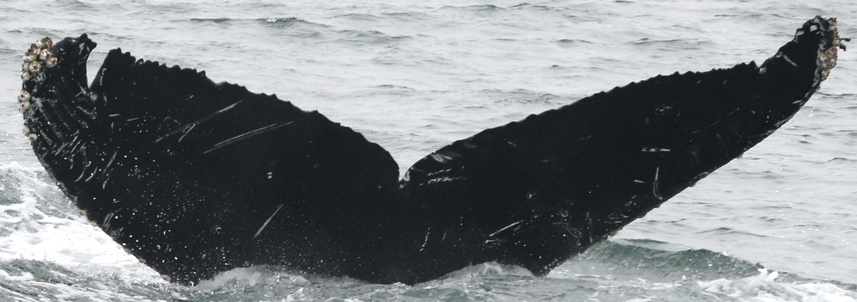Fluke of Fallon (Monterey Bay)