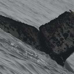 Fluke of CRC-19011