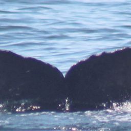 Fluke of CRC-19012