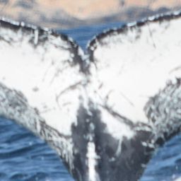Fluke of CRC-12300