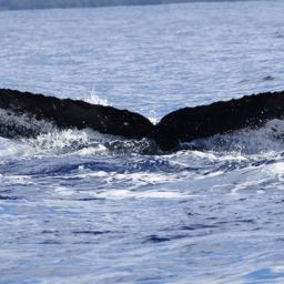Fluke of PWF-NP_2439