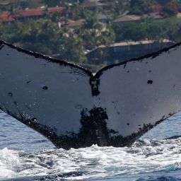Fluke of PWF-NP_2425
