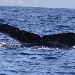 Fluke of PWF-NP_2479