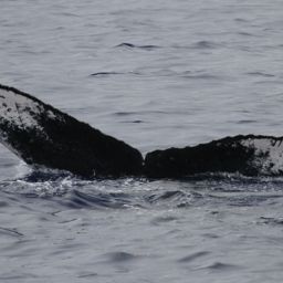 Fluke of PWF-NP_2469