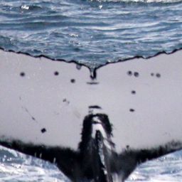 Fluke of HW-MN1101672