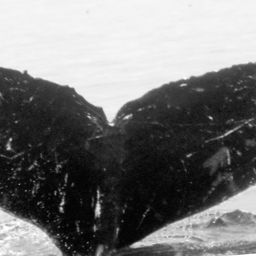 Fluke of CRC-10026