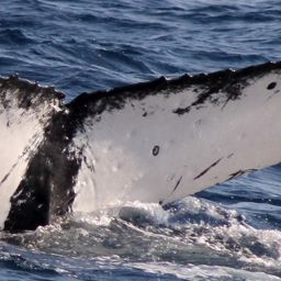 Fluke of PELE