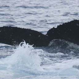 Fluke of PWF-NP_2516