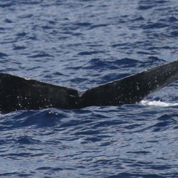 Fluke of SEAK-5533