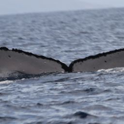 Fluke of PWF-NP_2621