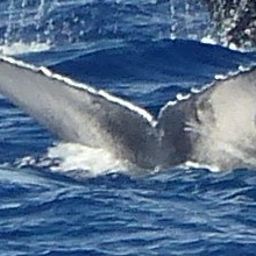 Fluke of PWF-NP_2604
