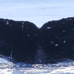 Fluke of PWF-NP_2601