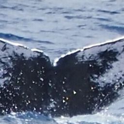Fluke of PWF-NP_2608