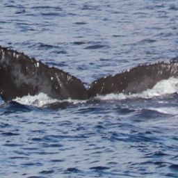 Fluke of BCX0931