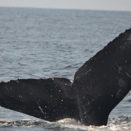 Fluke of CRC-11606