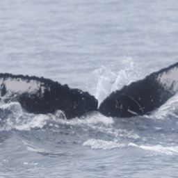 Fluke of PWF-NP_2618