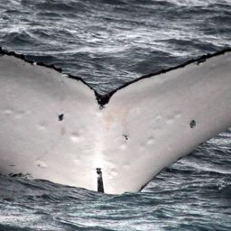 Fluke of BLACK PEARL
