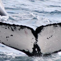 Fluke of HW-MN1101694