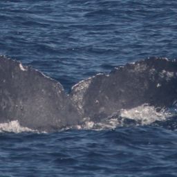 Fluke of CRC-18626