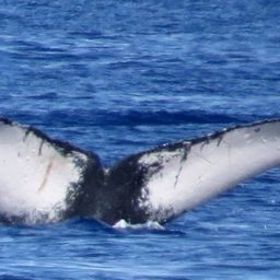 Fluke of PWF-NP_2676