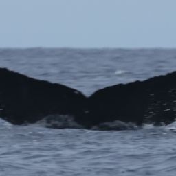 Fluke of PWF-NP_2675
