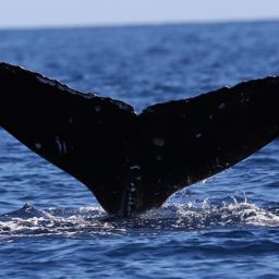 Fluke of PWF-NP_2690
